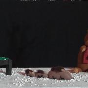 L'ours perdu du Père Noël